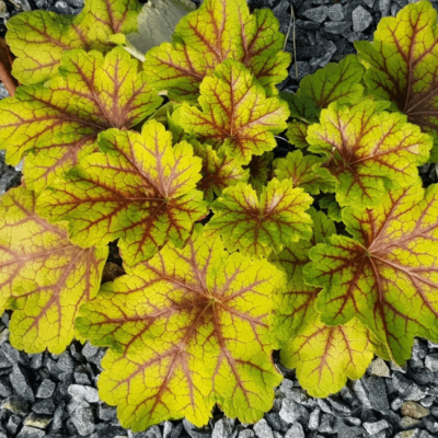 Гейхера Стоплайт Гейхера Стоплайт фото