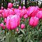 Тюльпан Джамбо Пинк Тюльпан Джамбо Пинк фото
