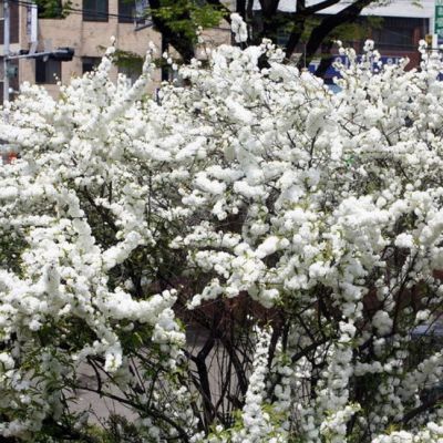 Сакура Альба Плена Сакура Альба Плена фото