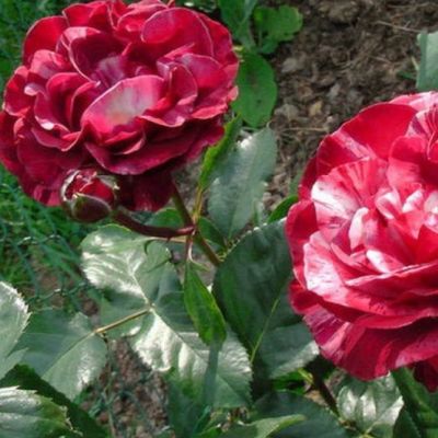 Роза Брауни Роза Брауни - Dolina-Sad.Ru