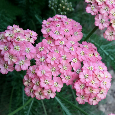 Тысячелистник обыкновенный Саммер Пастель Тысячелистник обыкновенный Саммер Пастель фото