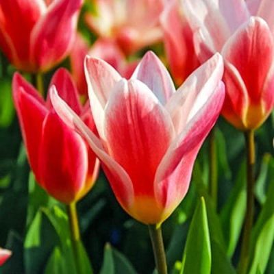 Тюльпан Хертс Делайт Тюльпан Хертс Делайт фото
