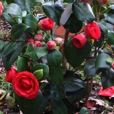 Камелия японская Маргерита Колеони - Dolina-Sad.Ru