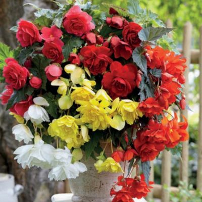 Микс Ампельных Бегоний Микс Ампельных Бегоний фото