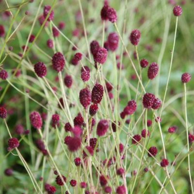 Кровохлебка лекарственная Танна Кровохлебка лекарственная Танна фото