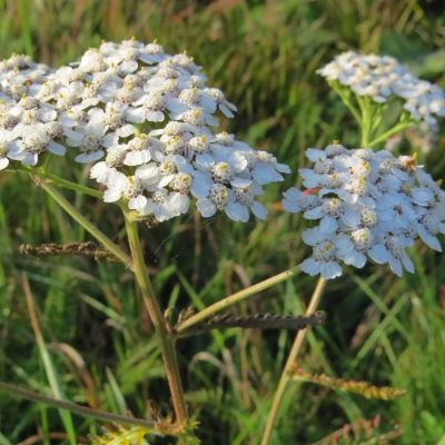 Тысячелистник обыкновенный - Dolina-Sad.Ru