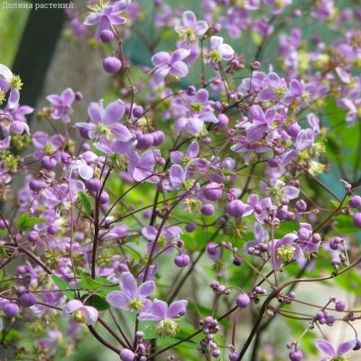 Василистник делавея Василистник делавея - Dolina-Sad.Ru