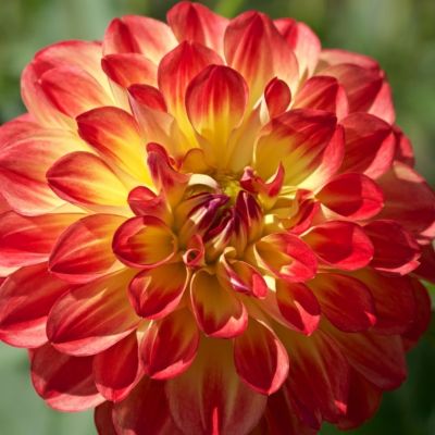 Георгина Флорианд Георгина Флорианд - Dolina-Sad.Ru