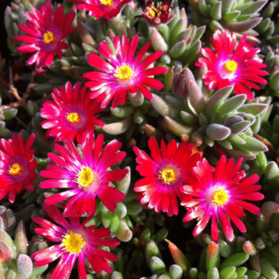 Делосперма Джевел оф Десерт Гарнет , Делосперма Джевел оф Десерт Гарнет , фото