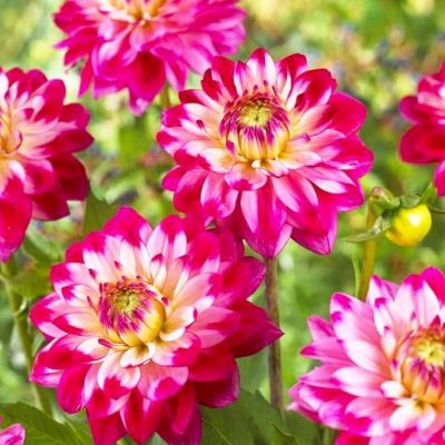 Георгина Сеньер Дрим Георгина Сеньер Дрим фото