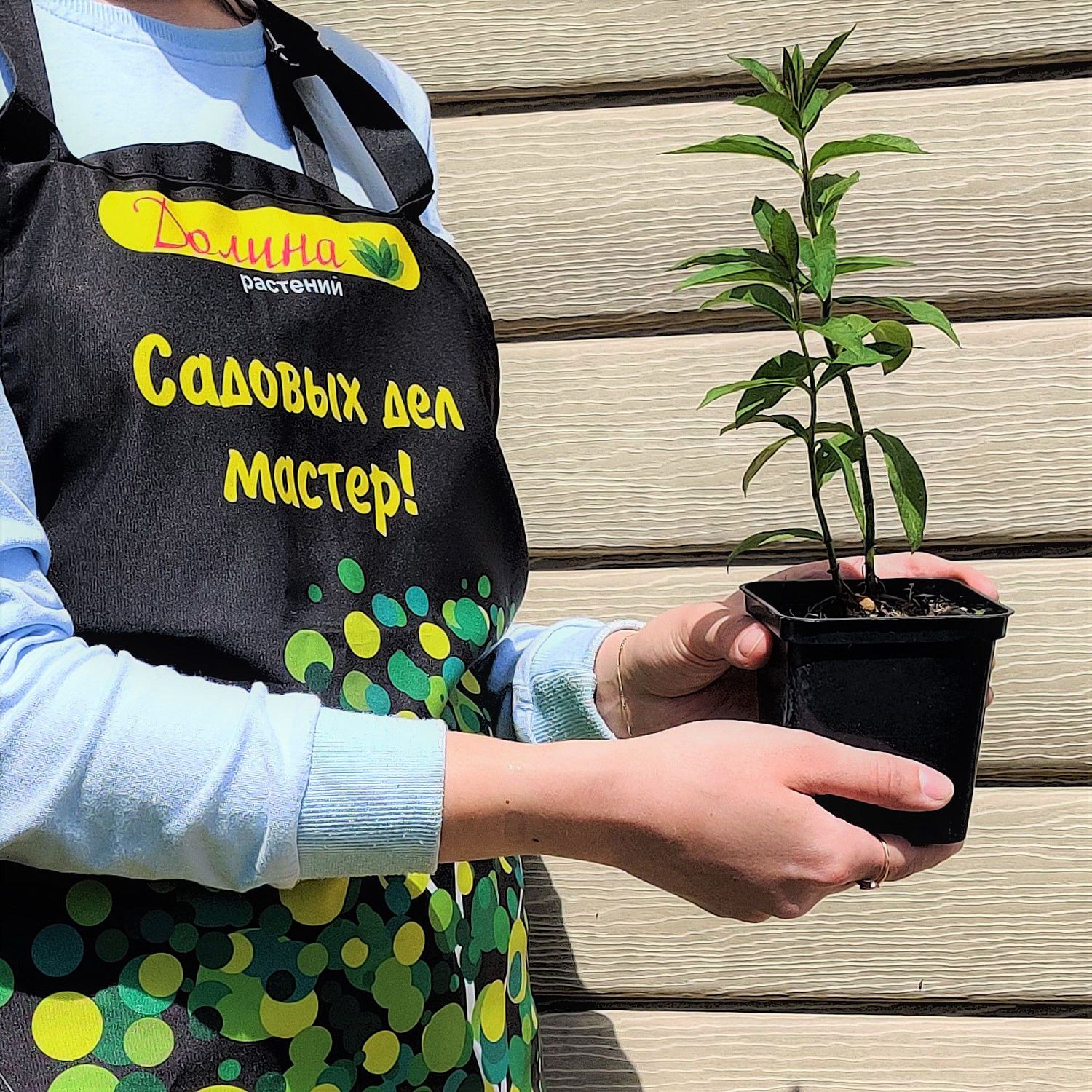 Флокс метельчатый Пикок Черри Рэд Флокс метельчатый Пикок Черри Рэд фото