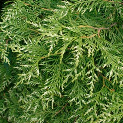 Туя западная Вариегата Туя западная Вариегата - Dolina-Sad.Ru