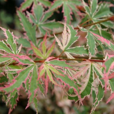 Клен Баттерфлай Клен Баттерфлай - Dolina-Sad.Ru