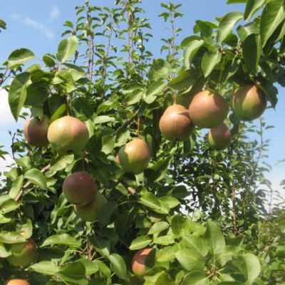 Груша Десертная Россошанская/Осенняя Груша Десертная Россошанская/Осенняя - Dolina-Sad.Ru