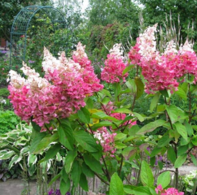 Гортензия метельчатая Пинк Квин Гортензия метельчатая Пинк Квин фото