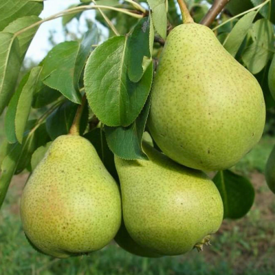 Груша Светлянка Груша Светлянка - Dolina-Sad.Ru