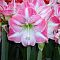 Амариллис Экспосур Амариллис Экспосур фото