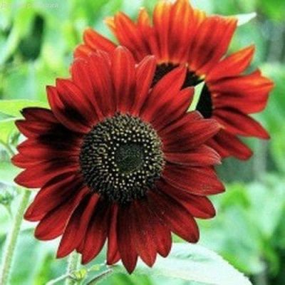 Подсолнечник Красное солнышко фото