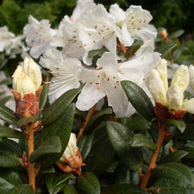 Рододендрон Крим Крест Рододендрон Крим Крест фото