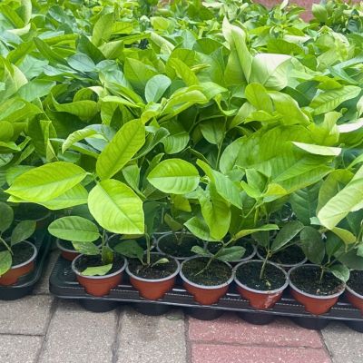 Лимон меера Лимон меера фото