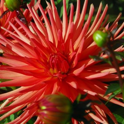 Гергина Парк Рекорд Гергина Парк Рекорд - Dolina-Sad.Ru