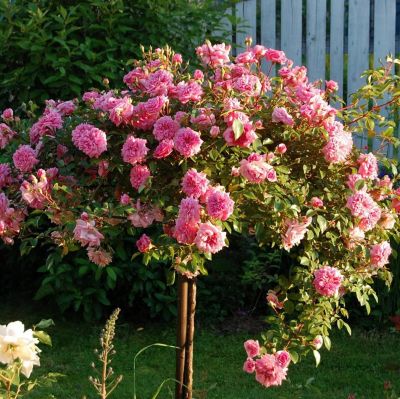 Роза Штамбовая Зе Фейри Роза Штамбовая Зе Фейри - Dolina-Sad.Ru