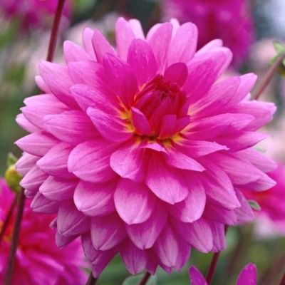 Георгина Розелла Георгина Розелла - Dolina-Sad.Ru