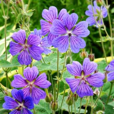 Герань Бруксайд Герань Бруксайд - Dolina-Sad.Ru