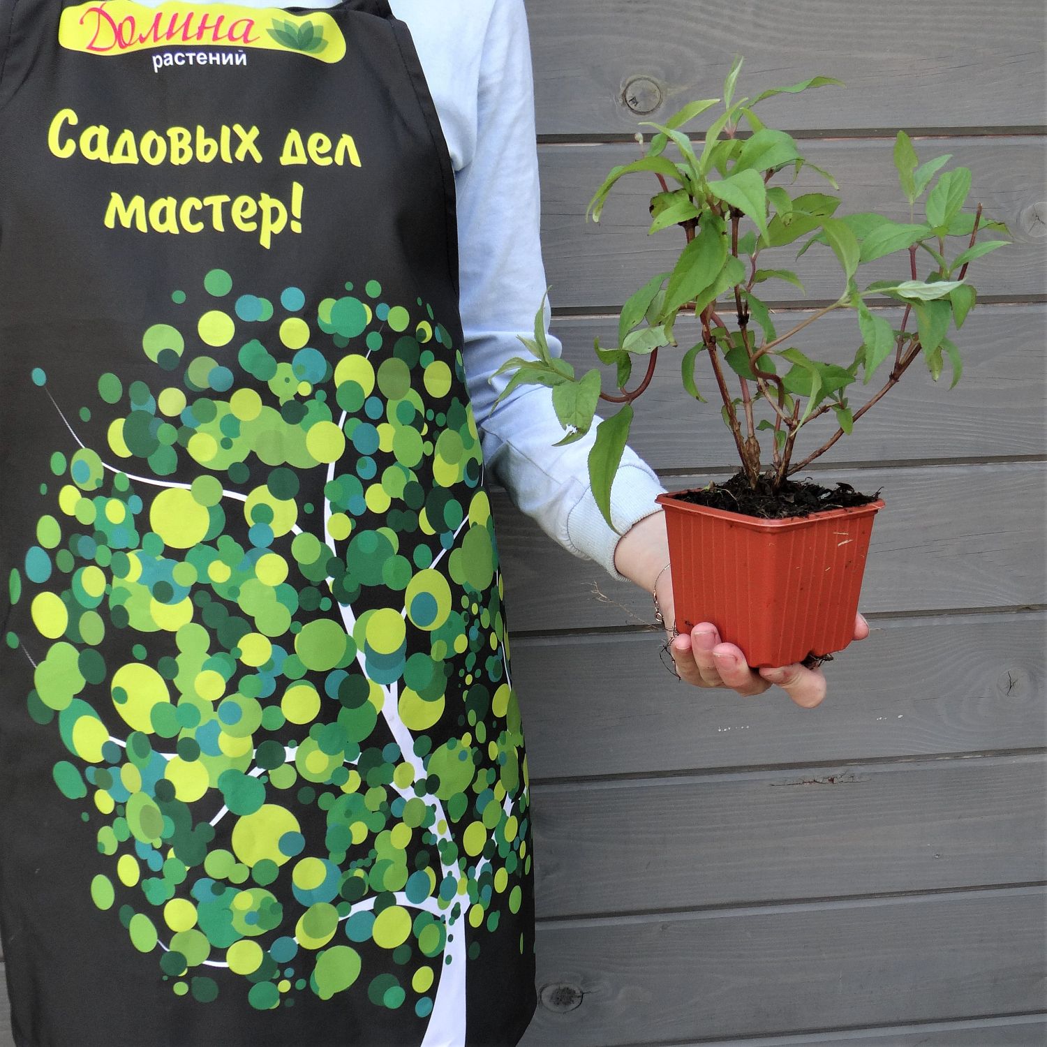 Дейция гибридная Меджисен Дейция гибридная Меджисен фото