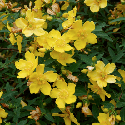 Зверобой густоцветковый Баттеркап Зверобой густоцветковый Баттеркап фото