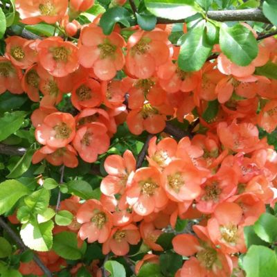 Айва средняя Салмон Горизон - Dolina-Sad.Ru