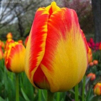 Тюльпан Америка Дрим Тюльпан Америка Дрим фото