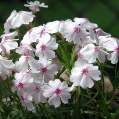 Флокс шиловидный Эмейзинг Грейс , x Флокс шиловидный Эмейзинг Грейс , x фото