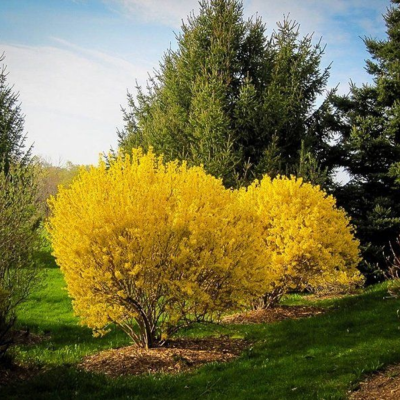Форзиция корейская Комсан Форзиция корейская Комсан фото