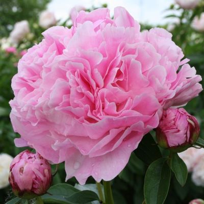 Пион Мисс Экхарт - Dolina-Sad.Ru