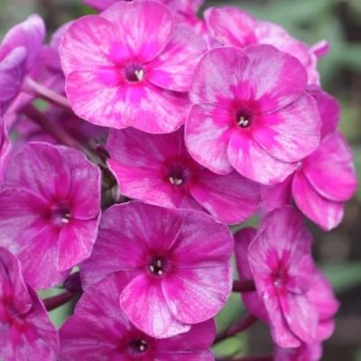 Флокс Паникулата Смоки Флокс Паникулата Смоки фото