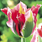 Тюльпан Эсперанто Тюльпан Эсперанто фото