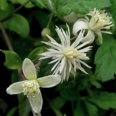 Клематис виноградолистный Клематис виноградолистный - Dolina-Sad.Ru