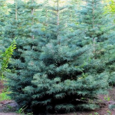Пихта одноцветная, С3 Пихта одноцветная, С3 - Dolina-Sad.Ru