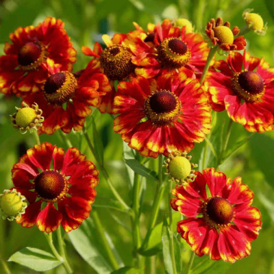 Гелениум Бандера , С1,5 Гелениум Бандера , С1,5 фото