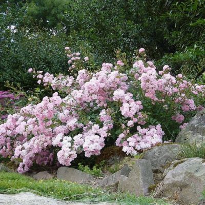 Роза Штамбовая Зе Фейри Роза Штамбовая Зе Фейри - Dolina-Sad.Ru