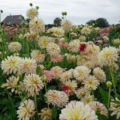 Георгина Крем Сайленс - Dolina-Sad.Ru