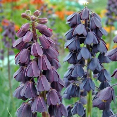 Рябчик Персидский Рябчик Персидский фото