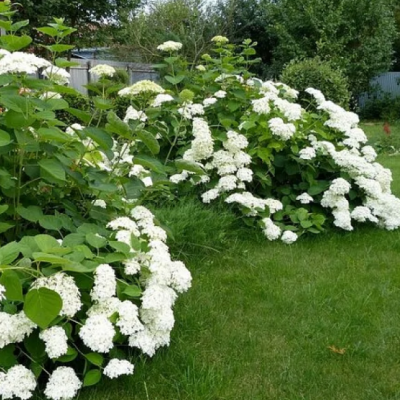 Гортензия метельчатая Прим Уайт, С1,5 Гортензия метельчатая Прим Уайт, С1,5 - Dolina-Sad.Ru