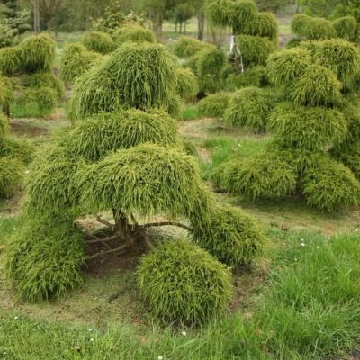 Кипарисовик Горохоплодный Филифера Нана, С3 Кипарисовик Горохоплодный Филифера Нана, С3 - Dolina-Sad.Ru