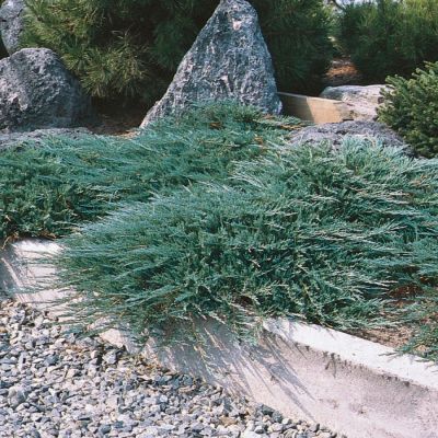 Можжевельник горизонтальный Хьюз Можжевельник горизонтальный Хьюз - Dolina-Sad.Ru