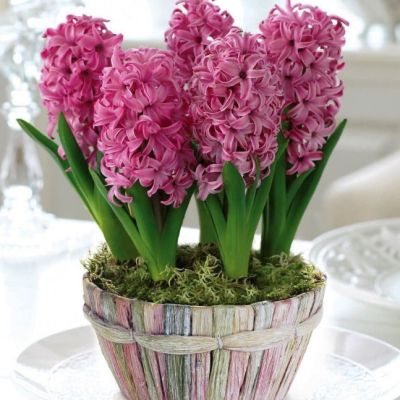 Гиацинт Виолет Перл Гиацинт Виолет Перл фото