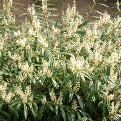 Лавровишня Забелиана Лавровишня Забелиана - Dolina-Sad.Ru