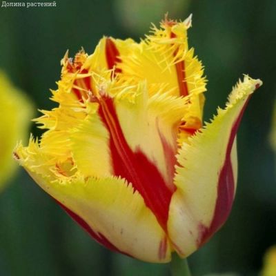 Тюльпан Пати Клоун Тюльпан Пати Клоун - Dolina-Sad.Ru