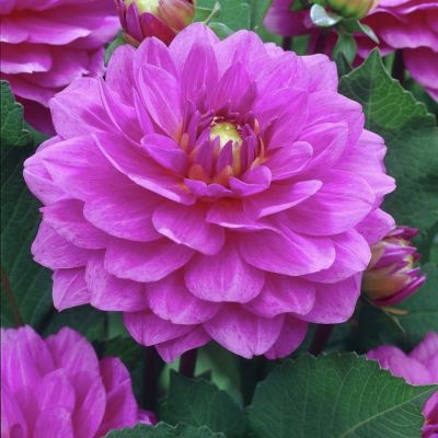 Георгина Карма Лагун Георгина Карма Лагун - Dolina-Sad.Ru